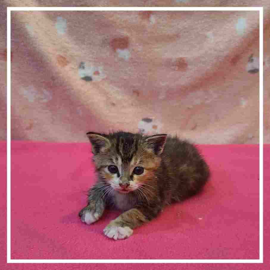 군산유기동물보호센터_445467202402055